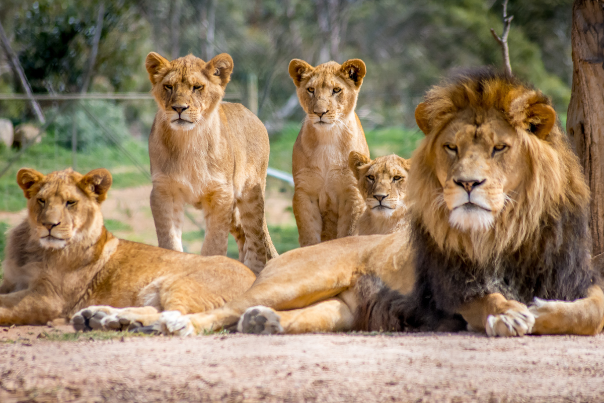 An image of a pack of lions.